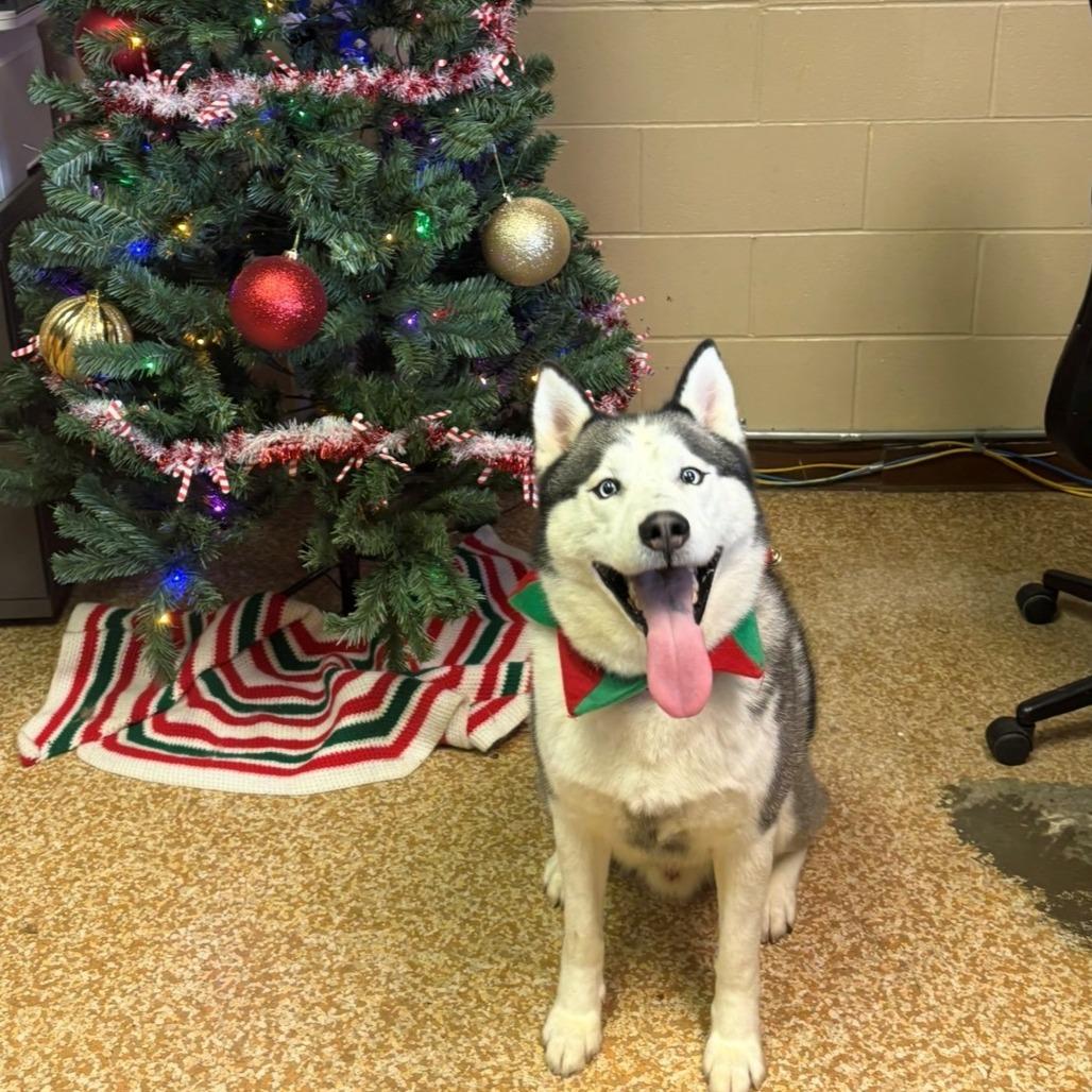Enlarge Scar, a Adoptable Husky in Chehalis, WA image 1/1