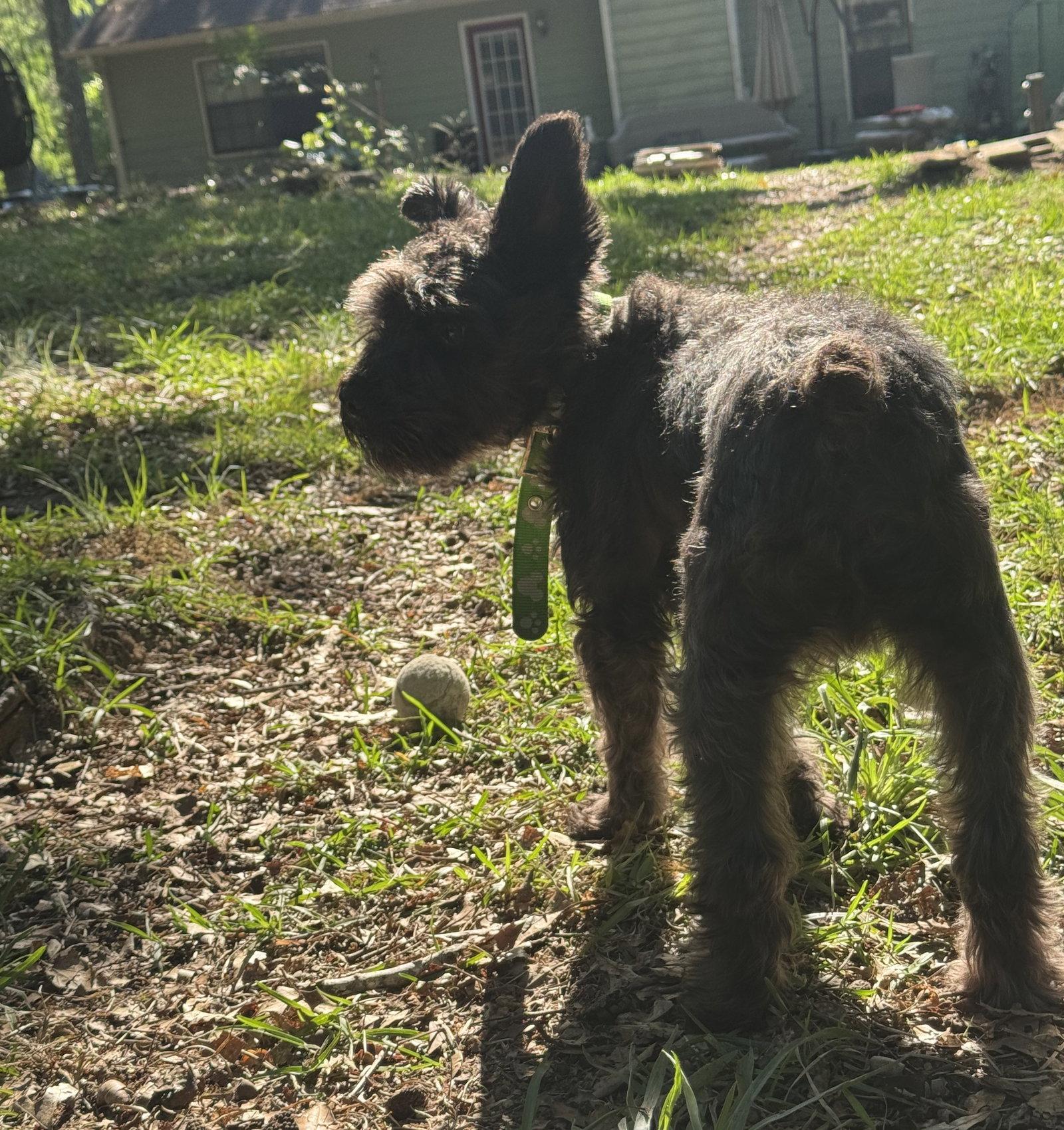 Osmond, Adoptable, Adult Male Schnauzer.