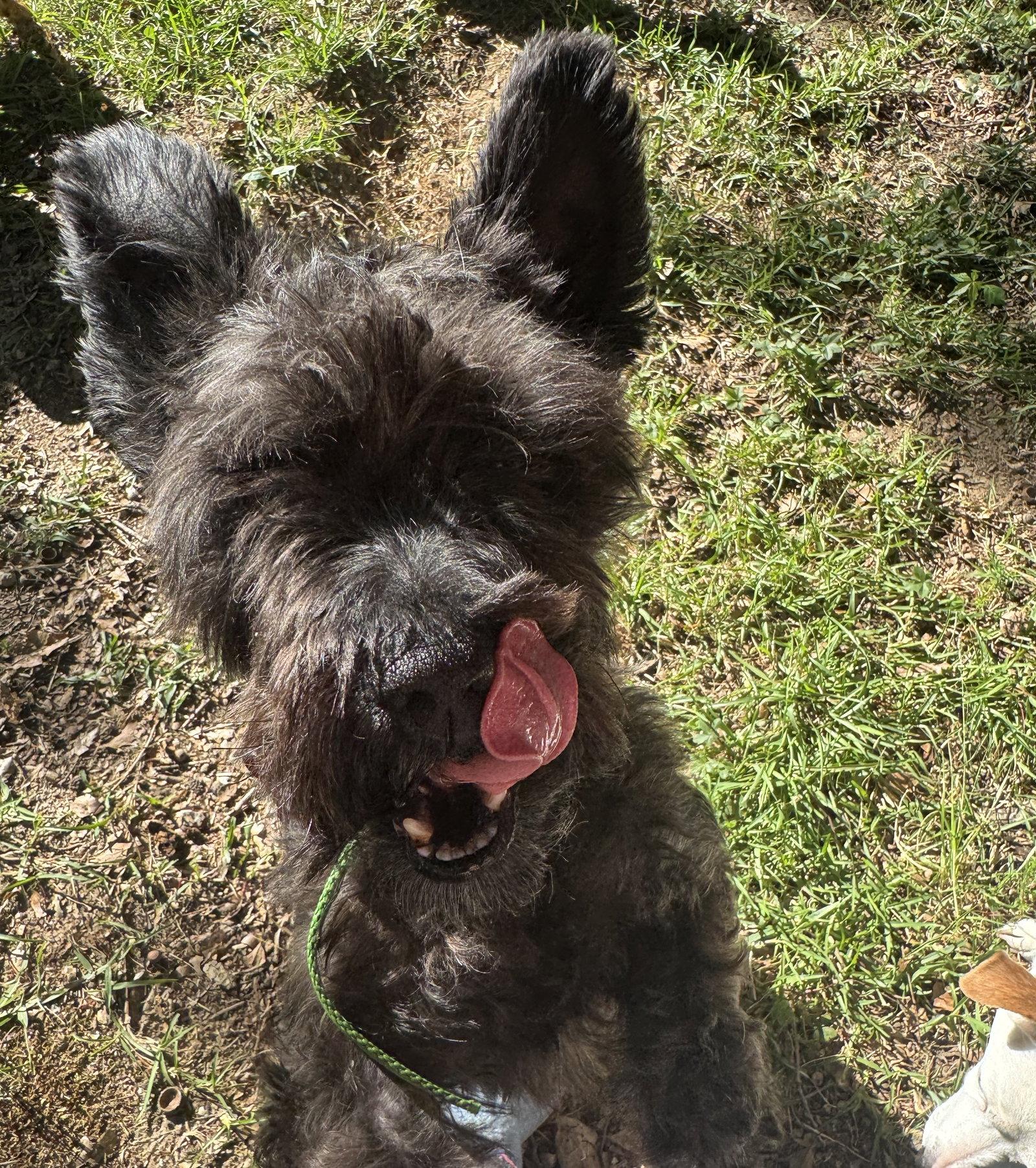 Enlarge Osmond, a Adoptable Schnauzer in Alpharetta, GA image 2/3