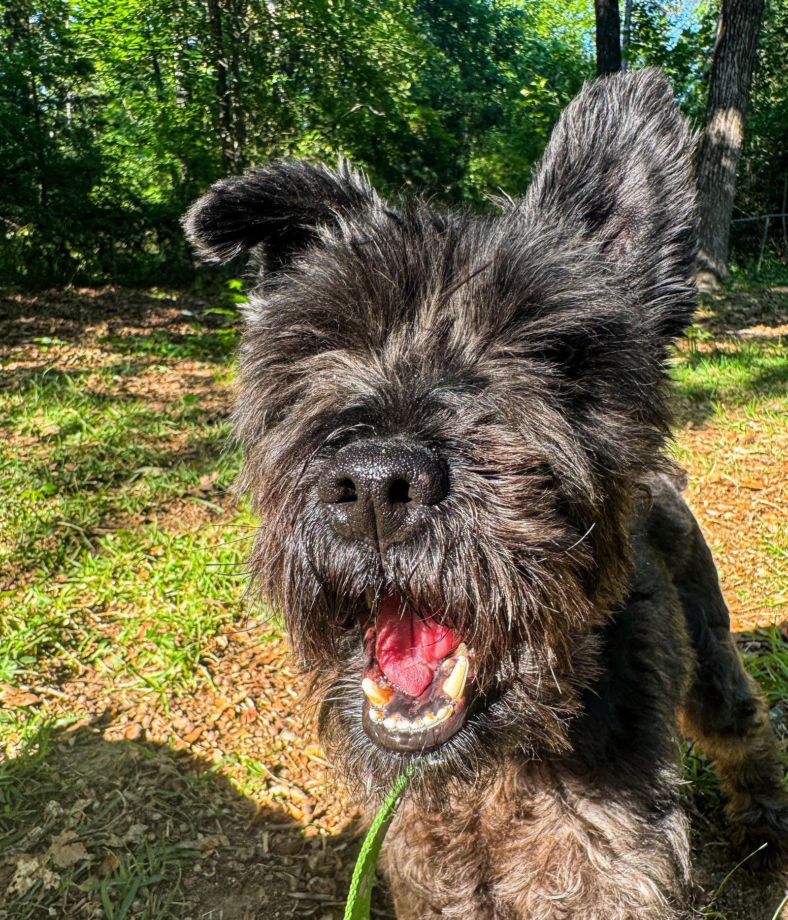 Enlarge Osmond, a Adoptable Schnauzer in Alpharetta, GA image 3/3
