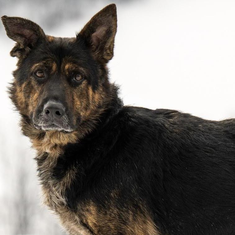 Harley May (26-065), Adoptable, Adult Female German Shepherd Dog.