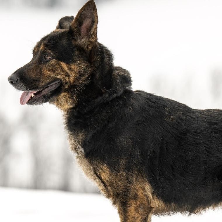 Harley May (26-065), a Adoptable German Shepherd Dog in New Ringgold, PA image 3/6