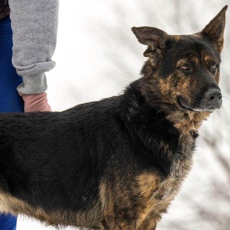 Harley May (26-065), a Adoptable German Shepherd Dog in New Ringgold, PA image 4/6