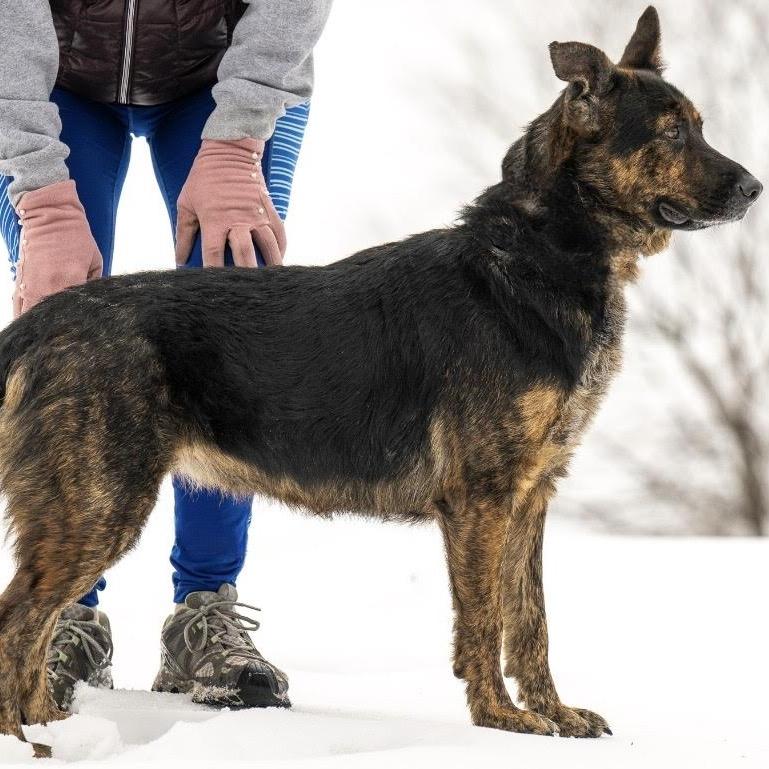 Harley May (26-065), a Adoptable German Shepherd Dog in New Ringgold, PA image 5/6