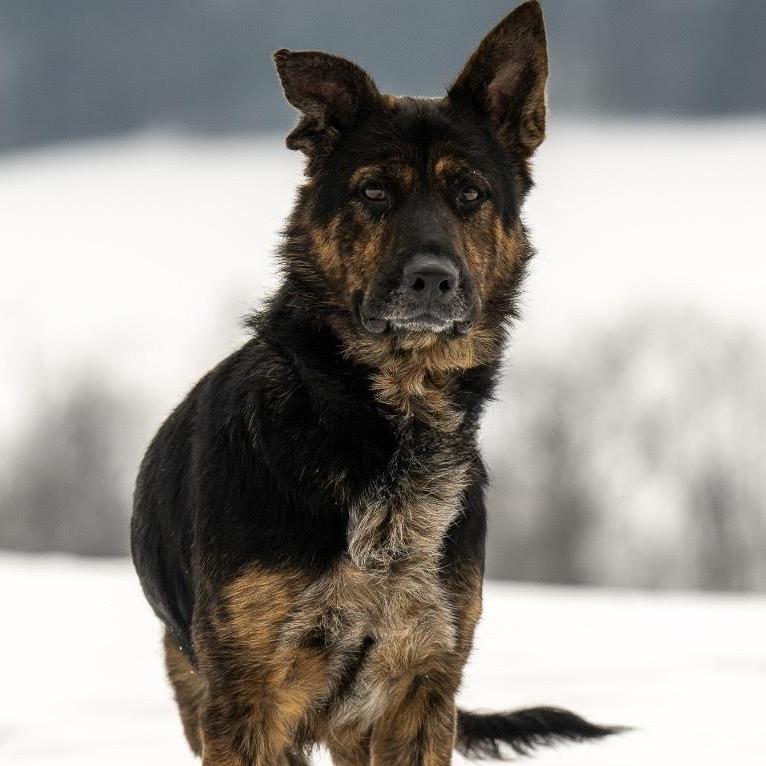 Harley May (26-065), a Adoptable German Shepherd Dog in New Ringgold, PA image 6/6