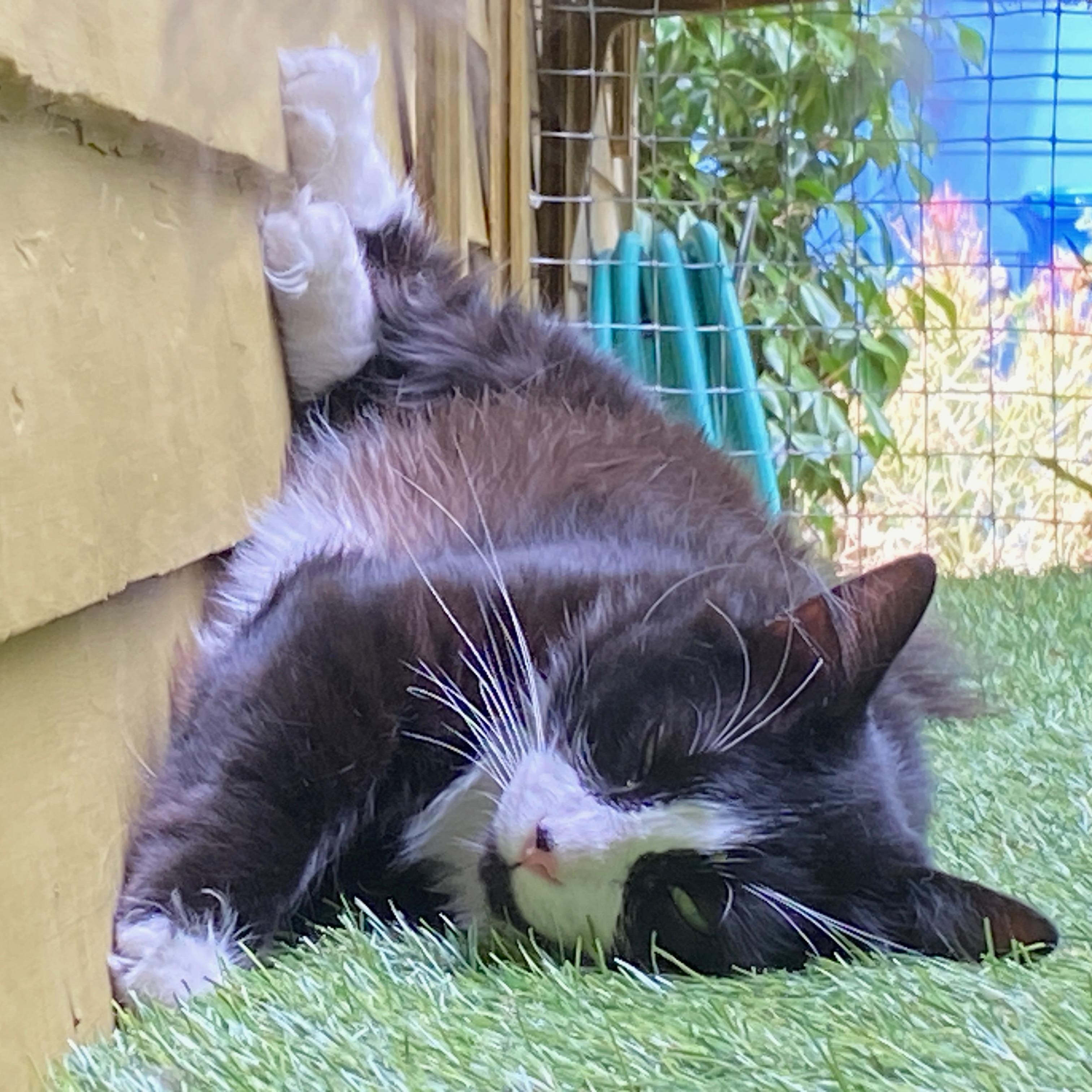Charlie (Bonded with Stormy), a ADOPTABLE Domestic Medium Hair in Renton , WA image 5/6