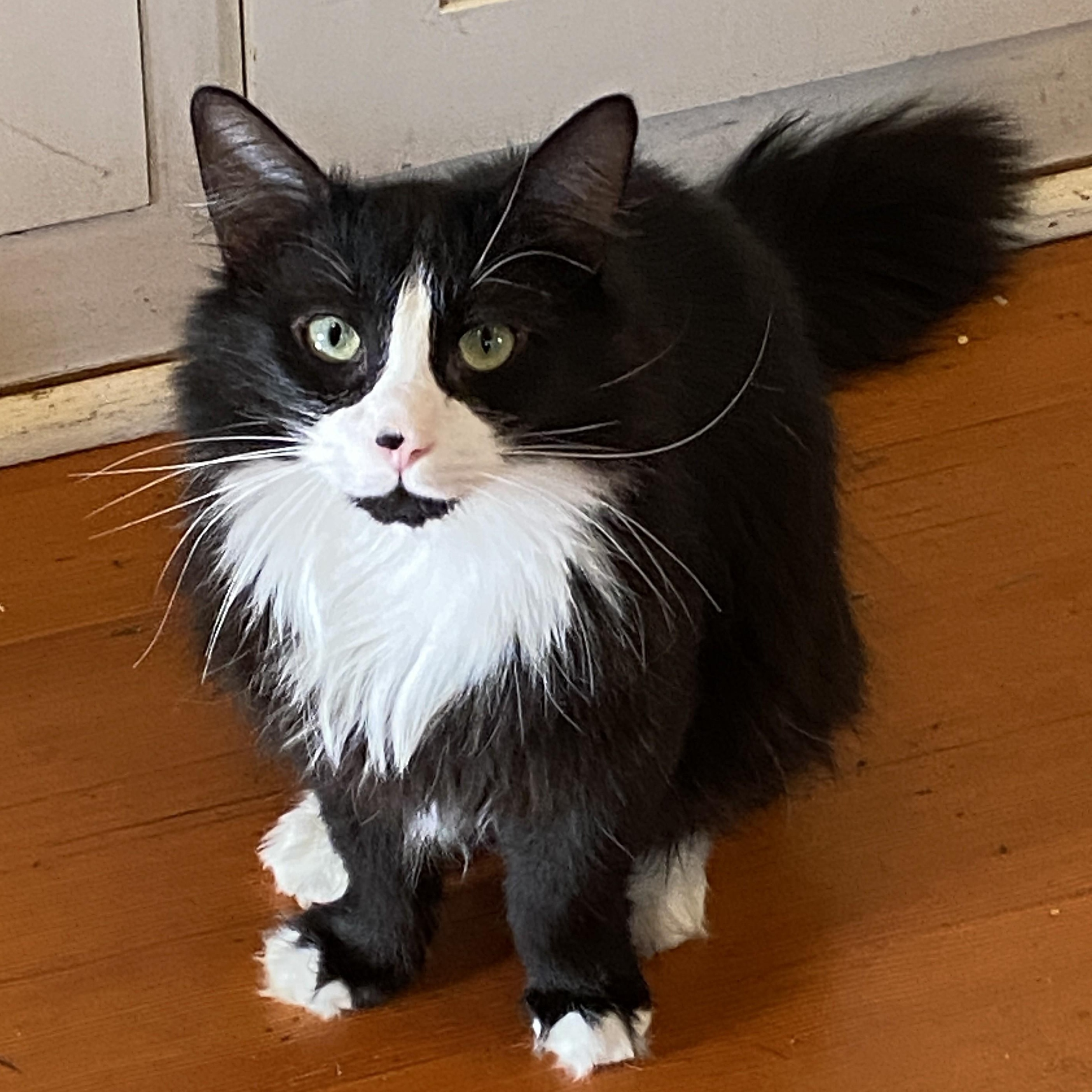 Charlie (Bonded with Stormy), ADOPTABLE, Adult Male Domestic Medium Hair.