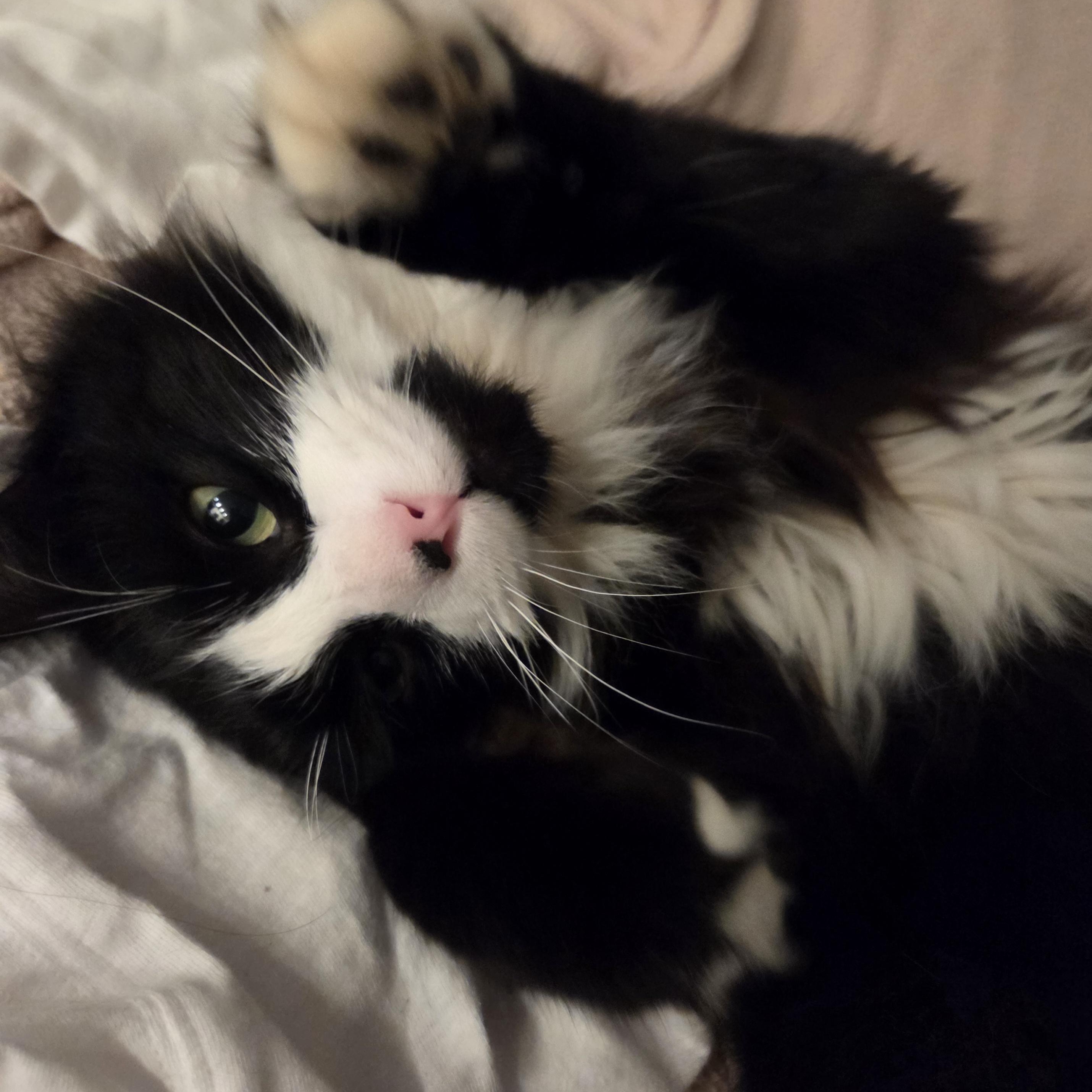 Enlarge Charlie (Bonded with Stormy), a ADOPTABLE Domestic Medium Hair in Renton , WA image 1/6