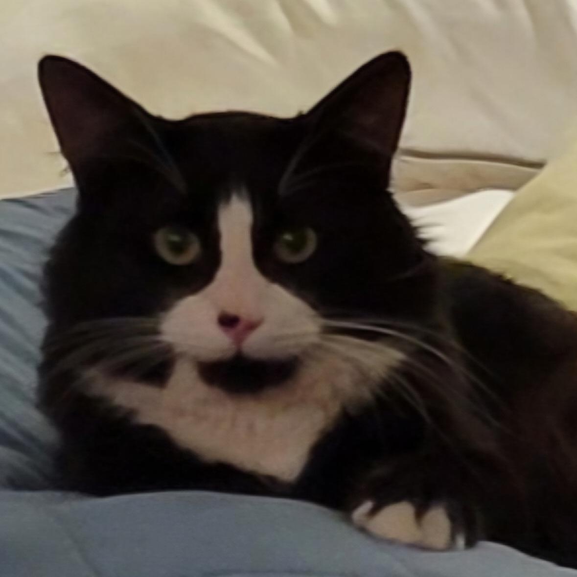 Enlarge Charlie (Bonded with Stormy), a ADOPTABLE Domestic Medium Hair in Renton , WA image 2/6