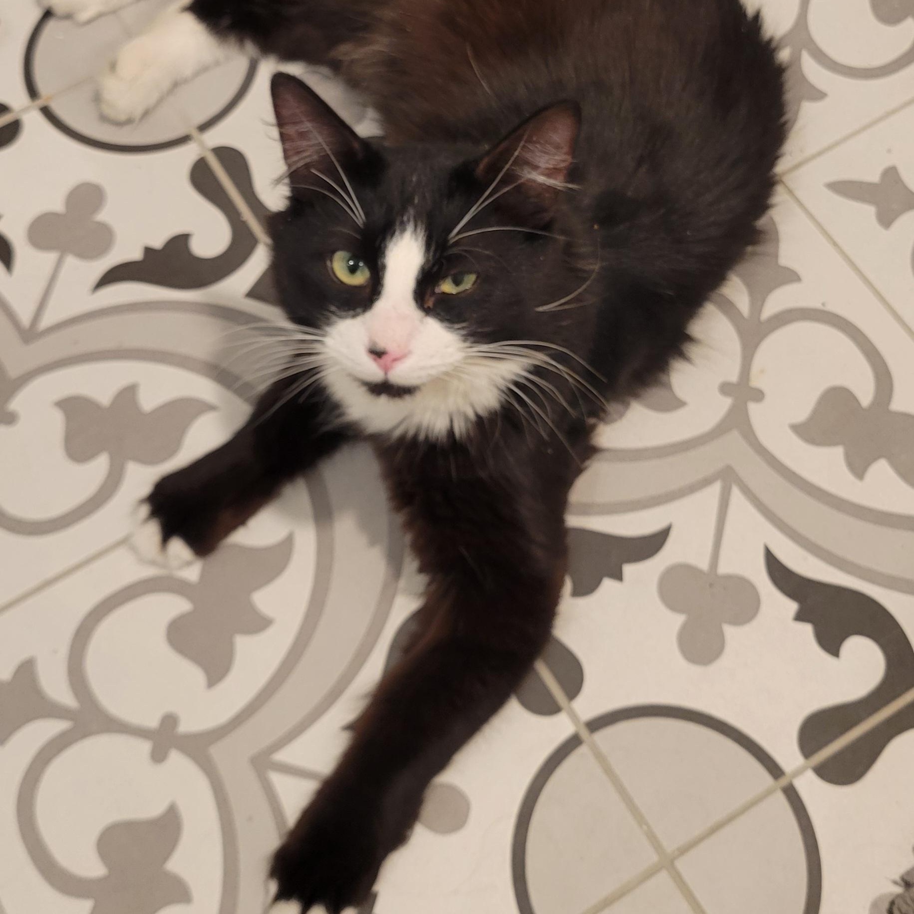 Enlarge Charlie (Bonded with Stormy), a ADOPTABLE Domestic Medium Hair in Renton , WA image 3/6