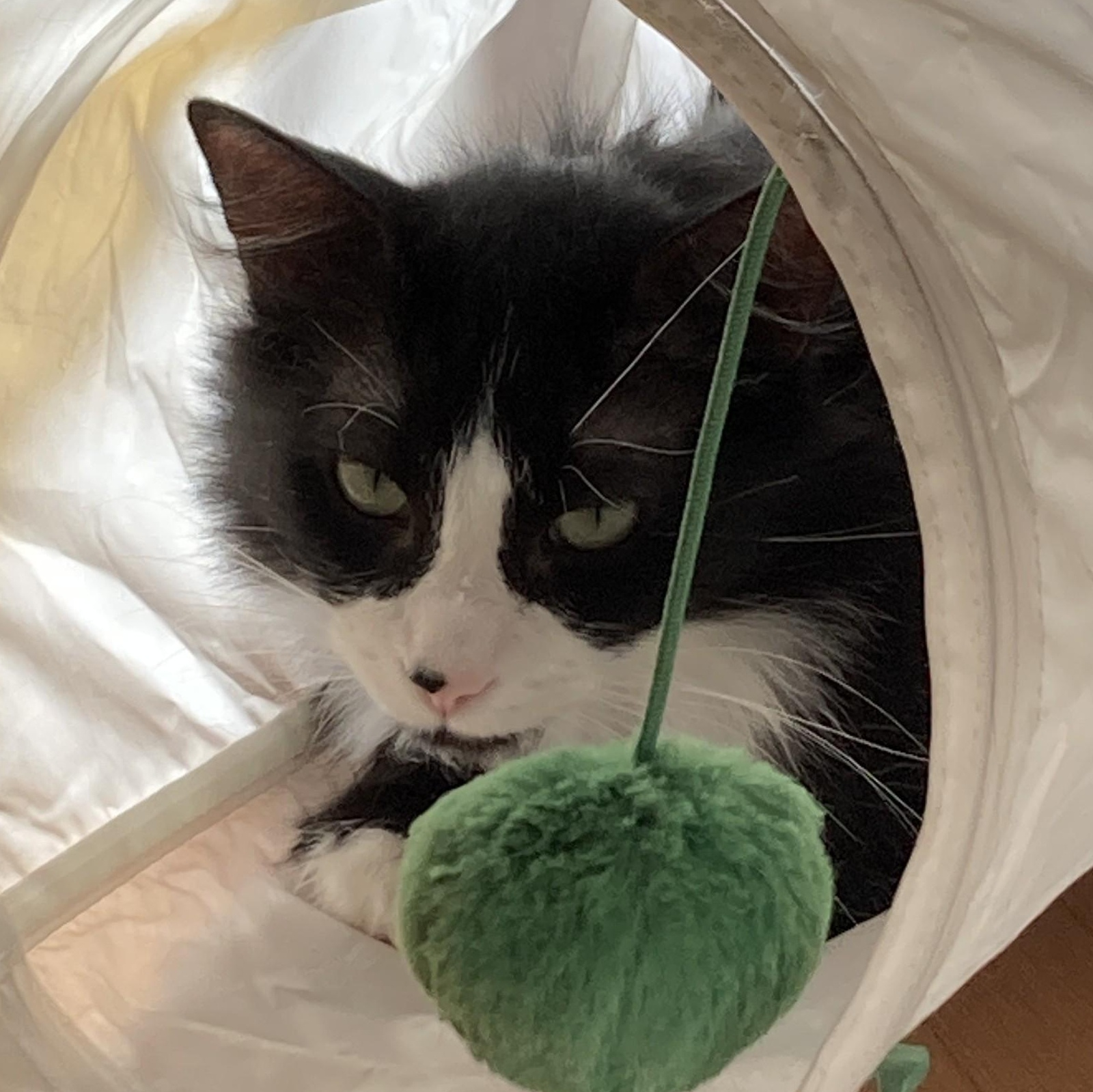 Charlie (Bonded with Stormy), a ADOPTABLE Domestic Medium Hair in Renton , WA image 5/6