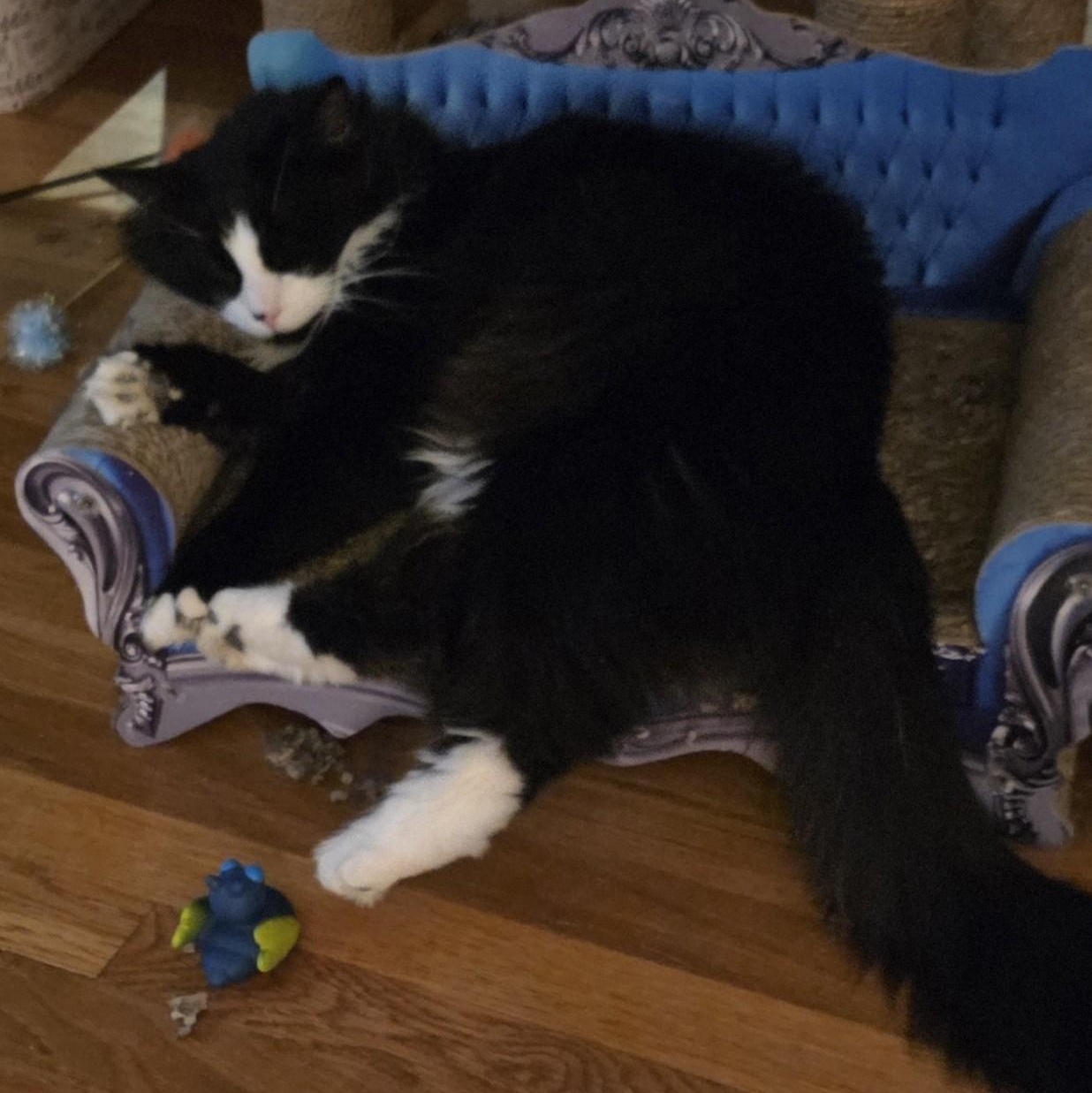 Enlarge Charlie (Bonded with Stormy), a ADOPTABLE Domestic Medium Hair in Renton , WA image 6/6