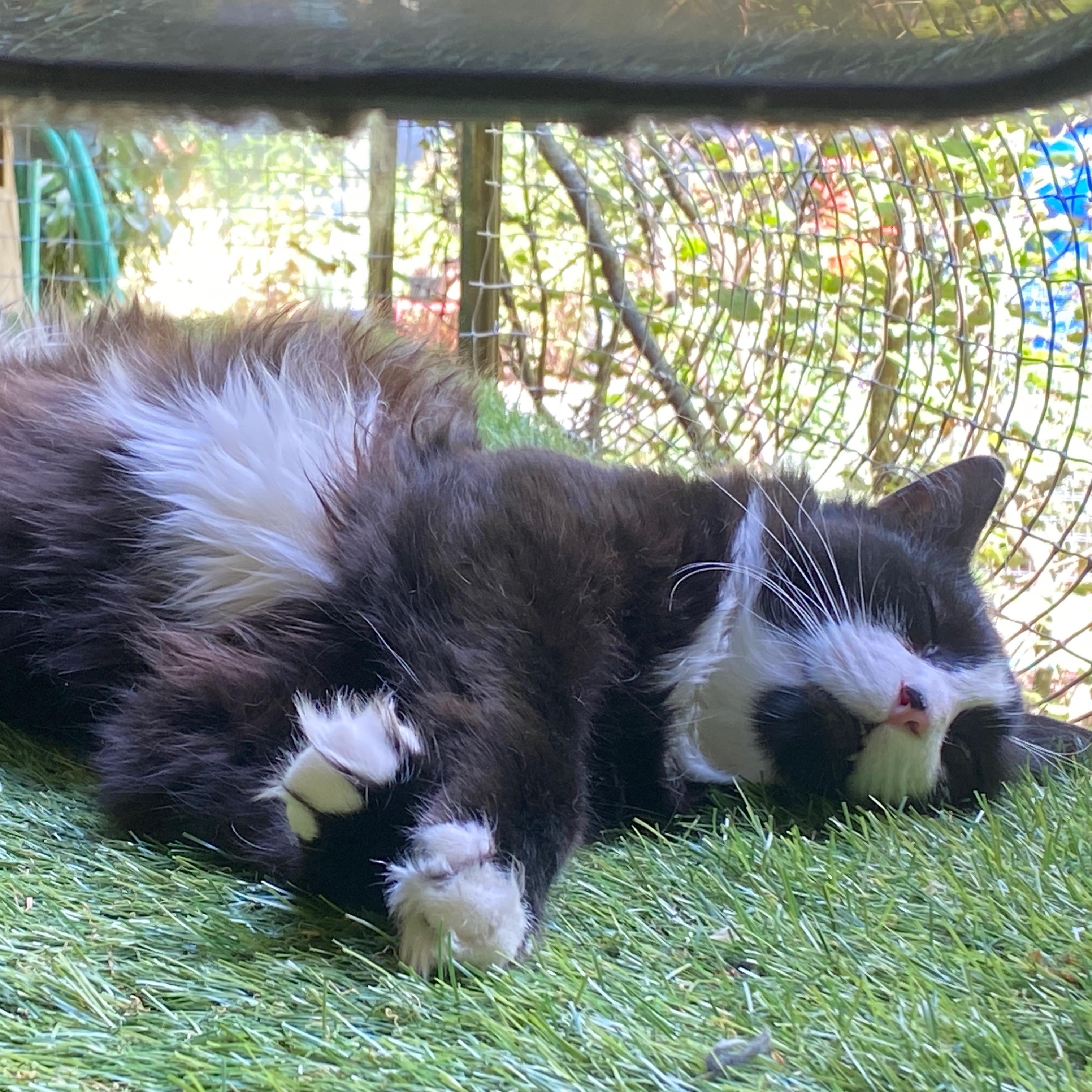 Charlie (Bonded with Stormy), a ADOPTABLE Domestic Medium Hair in Renton , WA image 6/6