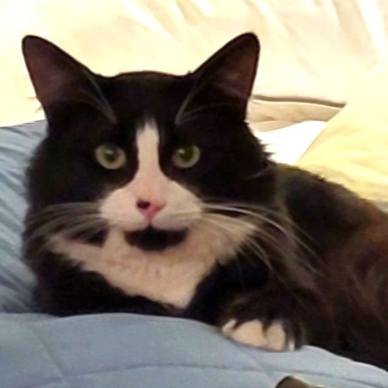 Charlie (Bonded with Stormy), a ADOPTABLE Domestic Medium Hair in Renton , WA image 6/6