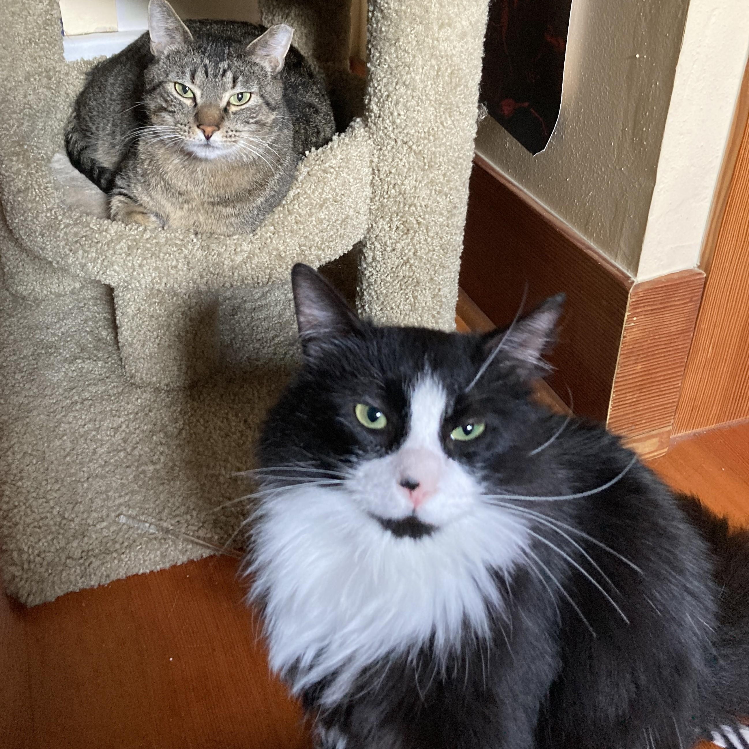 Charlie (Bonded with Stormy), a ADOPTABLE Domestic Medium Hair in Renton , WA image 2/6