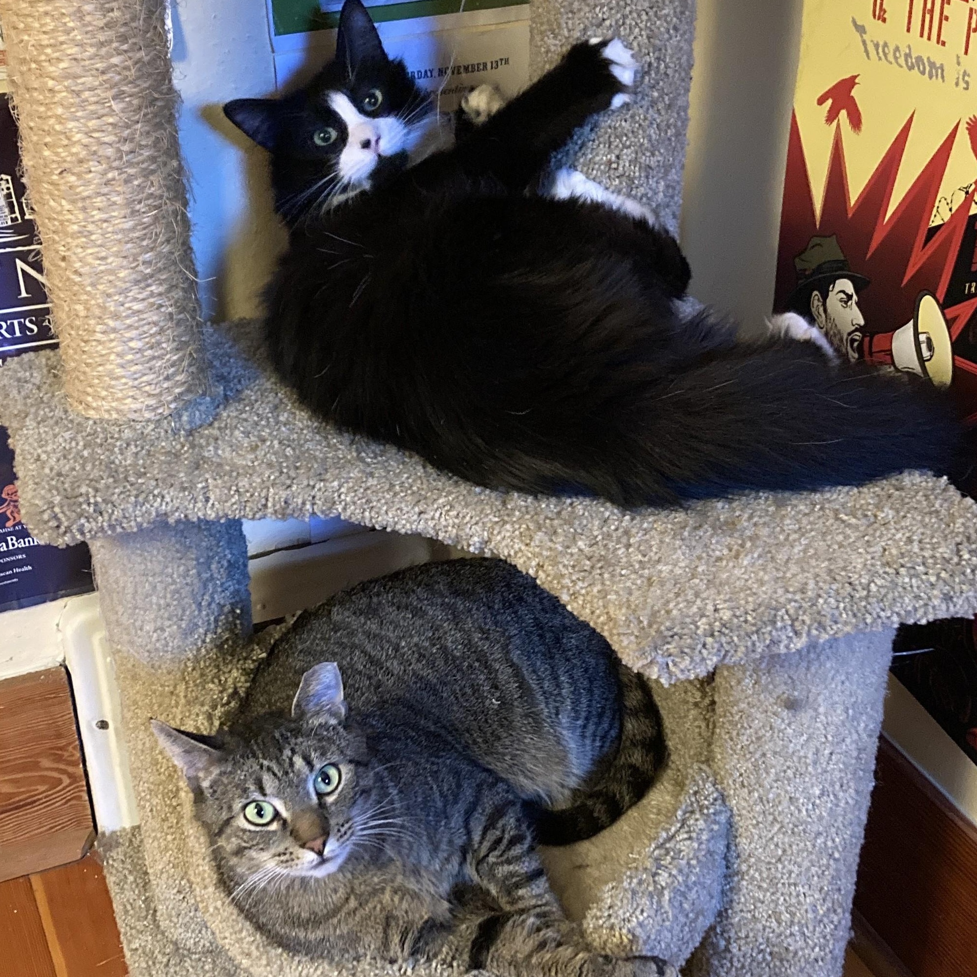 Charlie (Bonded with Stormy), a ADOPTABLE Domestic Medium Hair in Renton , WA image 3/6