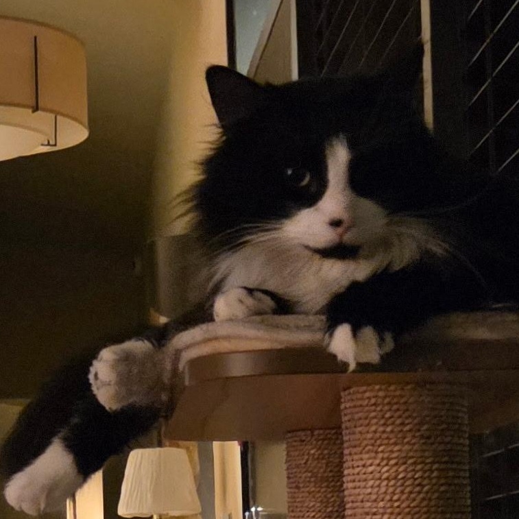 Enlarge Charlie (Bonded with Stormy), a ADOPTABLE Domestic Medium Hair in Renton , WA image 5/6