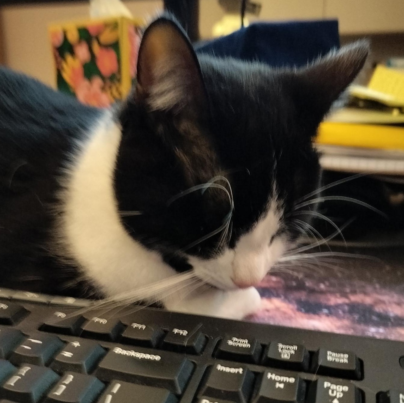 Enlarge Charlie (Bonded with Stormy), a ADOPTABLE Domestic Medium Hair in Renton , WA image 4/6