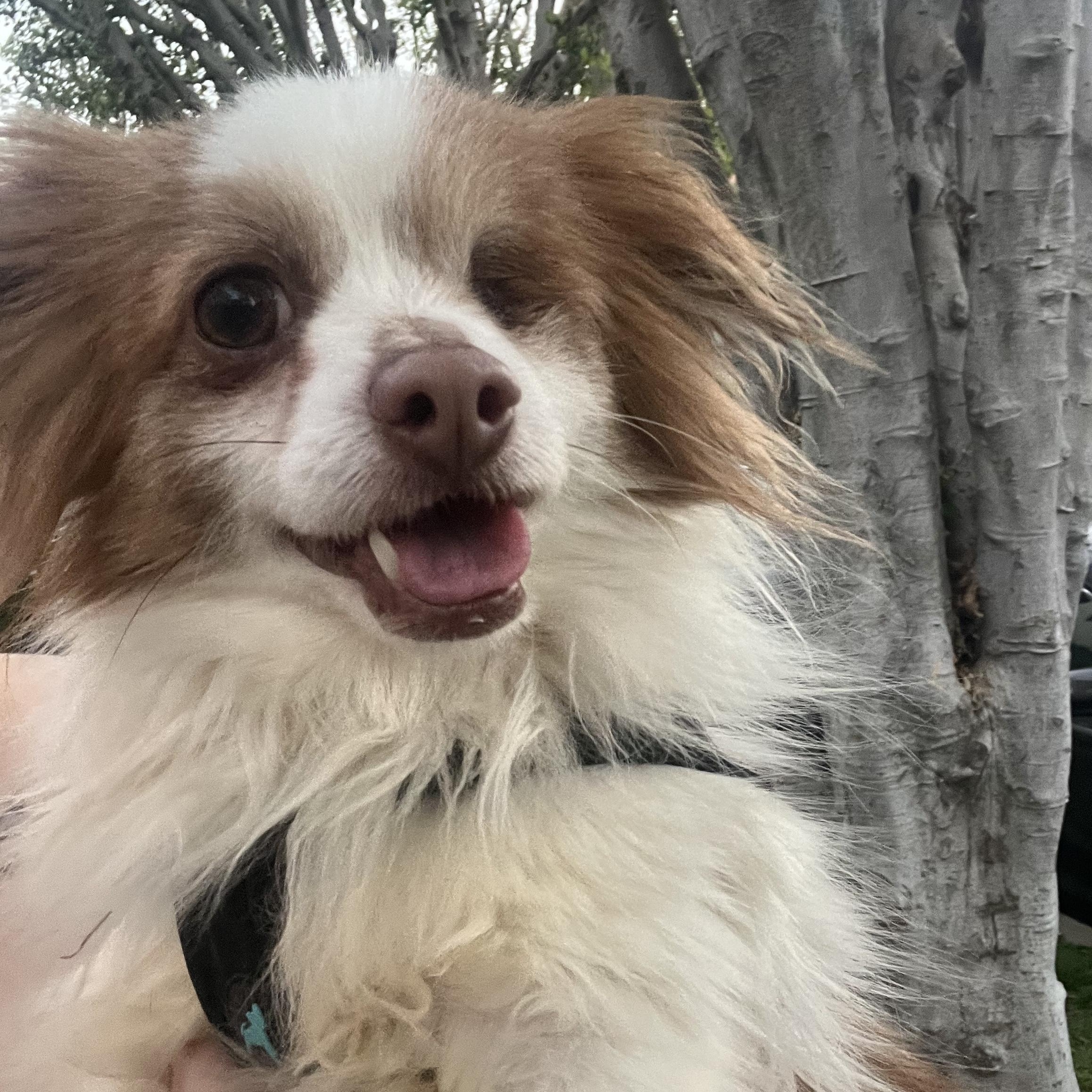 Enlarge Winky , a ADOPTABLE mixed breed in West Hollywood, CA image 3/4