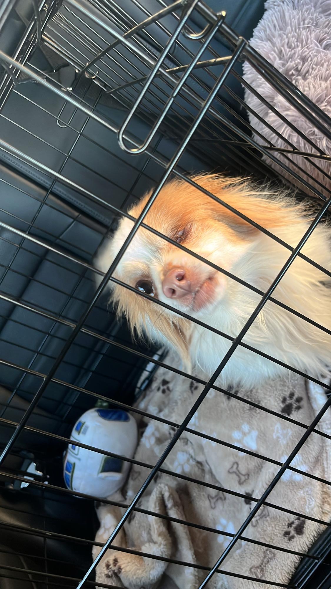 Enlarge Winky , a ADOPTABLE mixed breed in West Hollywood, CA image 4/4