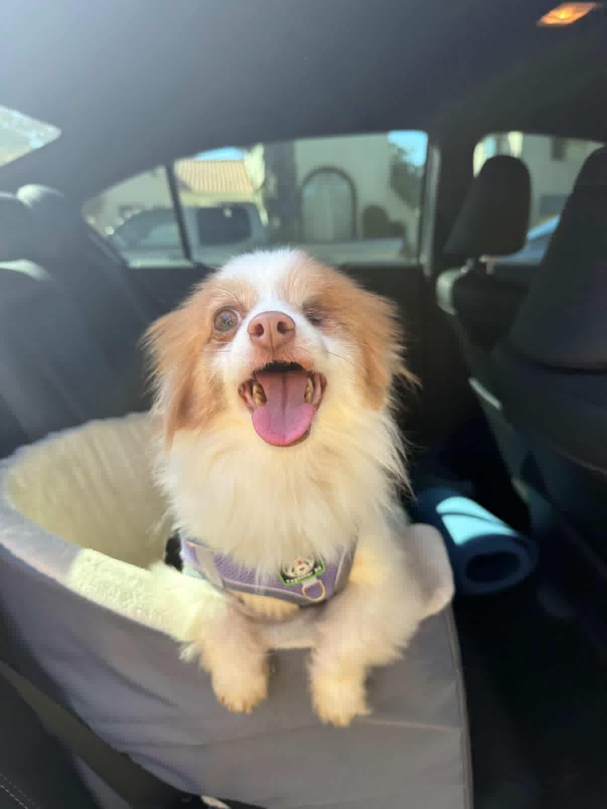 Winky , ADOPTABLE, Adult Female Pomeranian & Papillon.