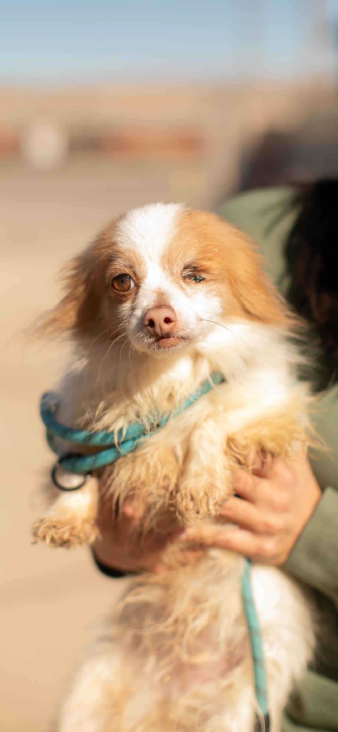 Enlarge Winky , a ADOPTABLE mixed breed in West Hollywood, CA image 2/4