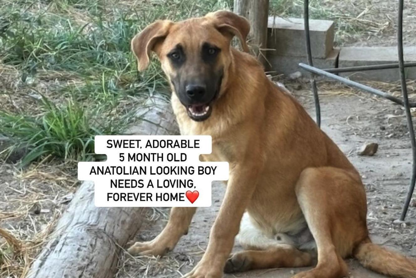 Davey, Adoptable, Puppy Male Anatolian Shepherd.