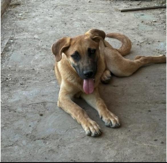 Enlarge Davey, a Adoptable Anatolian Shepherd in Rockdale, TX image 2/4