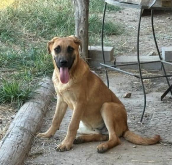 Enlarge Davey, a Adoptable Anatolian Shepherd in Rockdale, TX image 3/4