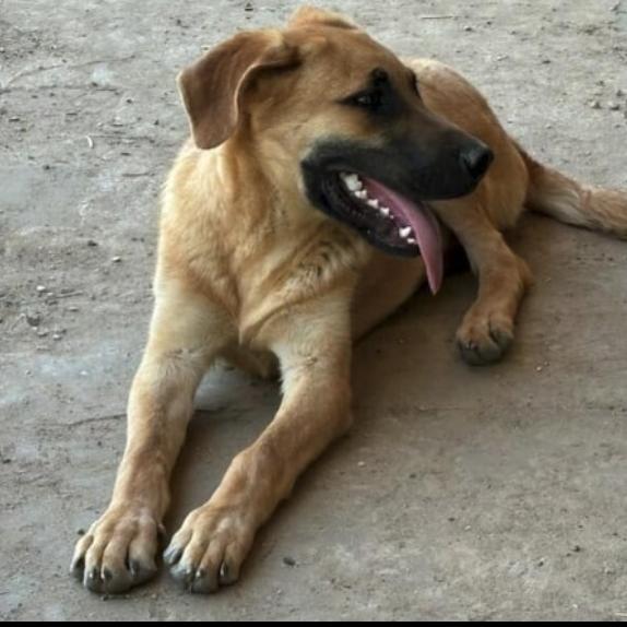 Enlarge Davey, a Adoptable Anatolian Shepherd in Rockdale, TX image 4/4