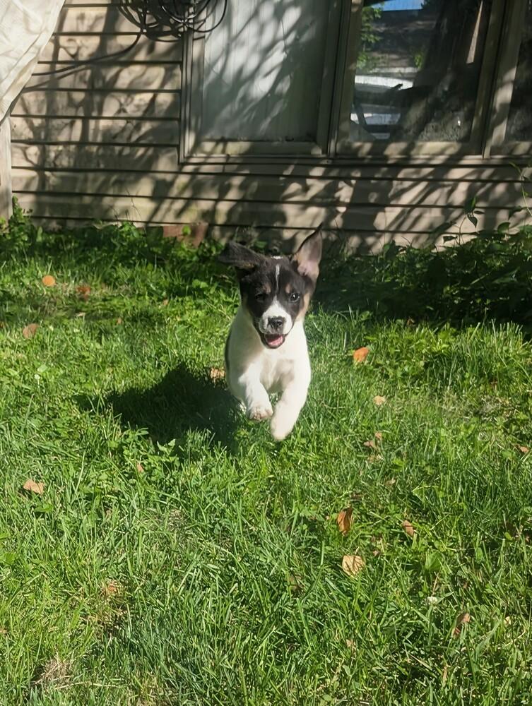 Enlarge Peppy, a Adoptable mixed breed in Columbus, OH image 1/6