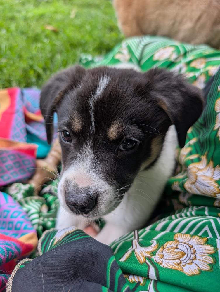 Enlarge Peppy, a Adoptable mixed breed in Columbus, OH image 2/6