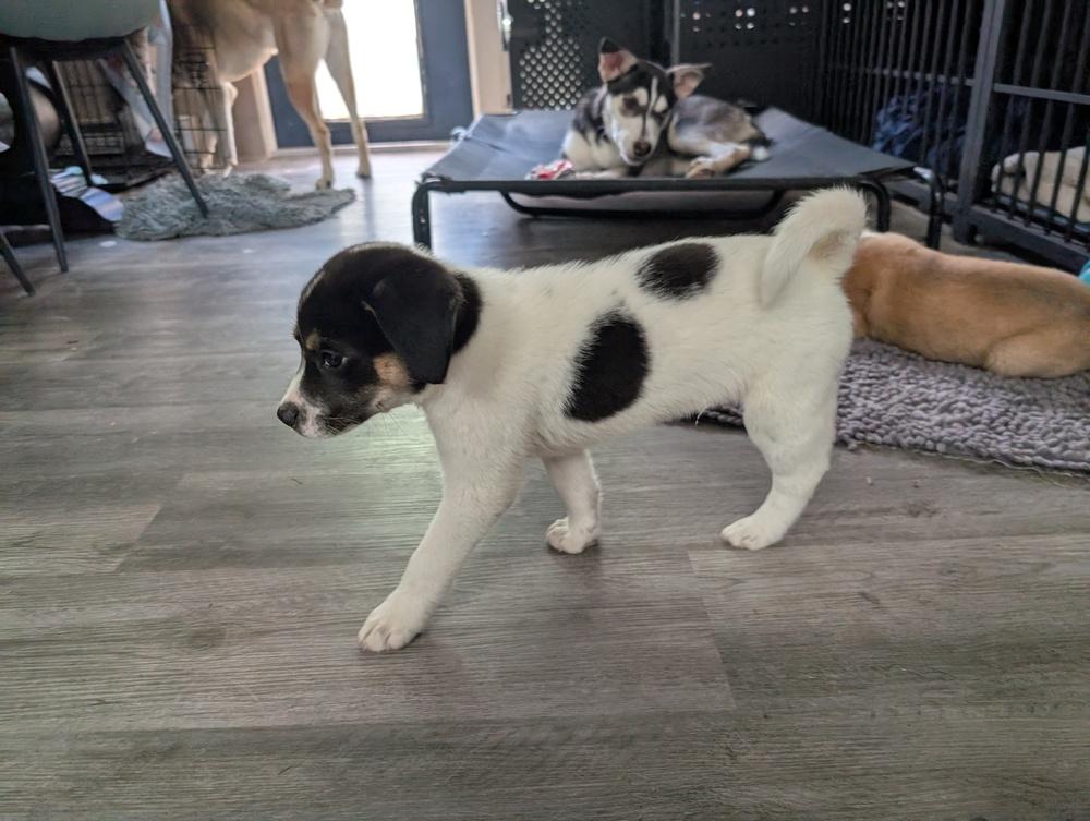 Enlarge Peppy, a Adoptable mixed breed in Columbus, OH image 3/6