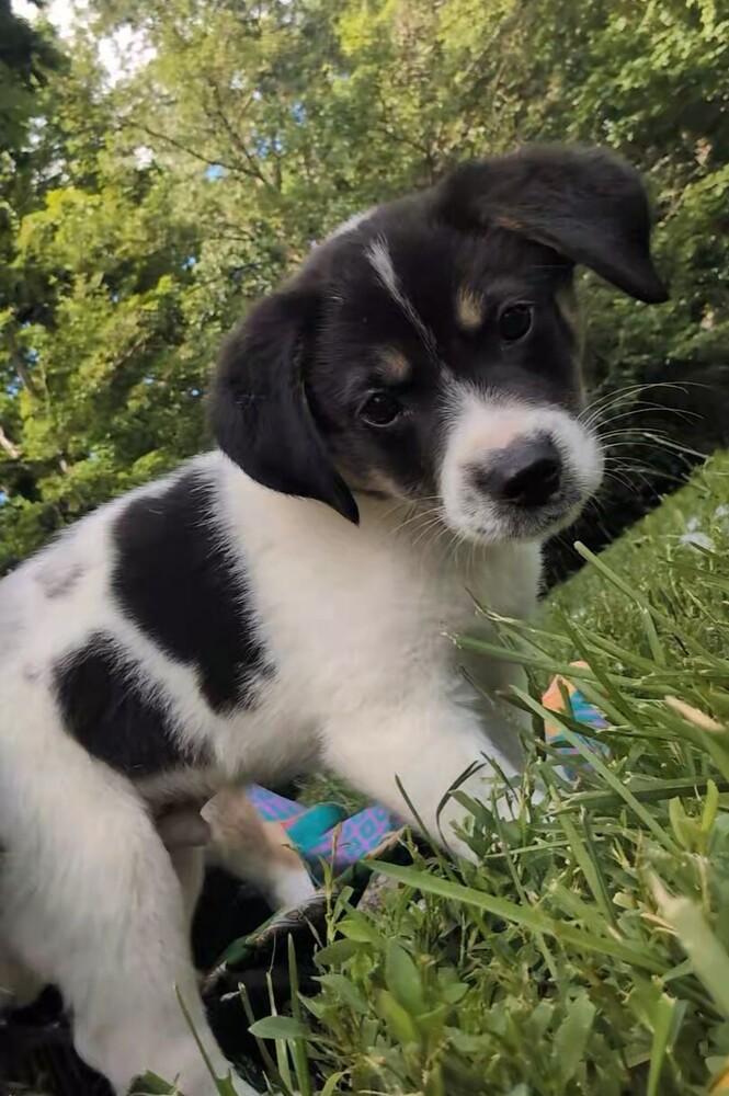 Enlarge Peppy, a Adoptable mixed breed in Columbus, OH image 4/6