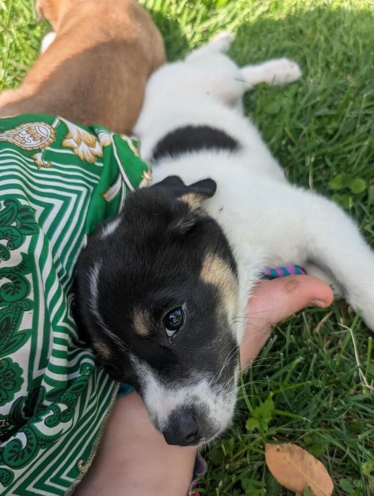 Enlarge Peppy, a Adoptable mixed breed in Columbus, OH image 5/6