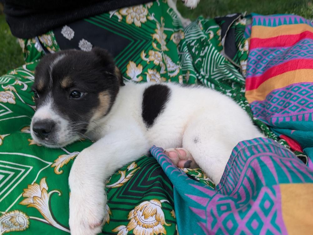 Enlarge Peppy, a Adoptable mixed breed in Columbus, OH image 6/6