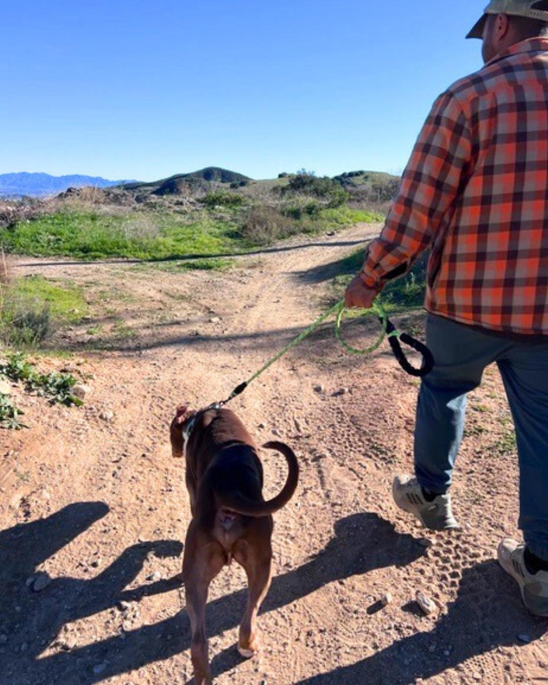 Enlarge Bubbs , a ADOPTABLE Pit Bull Terrier in Valley Village, CA image 4/5