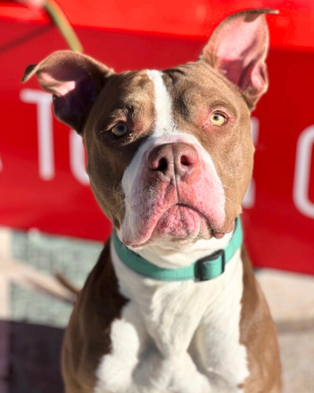 Enlarge Bubbs , a ADOPTABLE Pit Bull Terrier in Valley Village, CA image 5/5