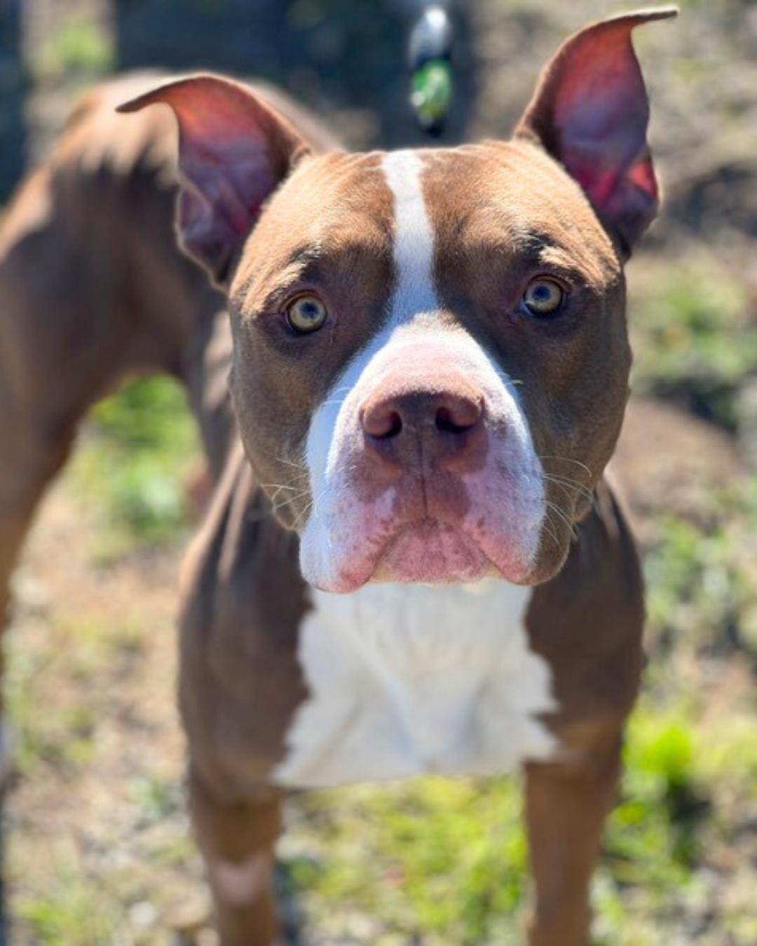 Enlarge Bubbs , a ADOPTABLE Pit Bull Terrier in Valley Village, CA image 2/5