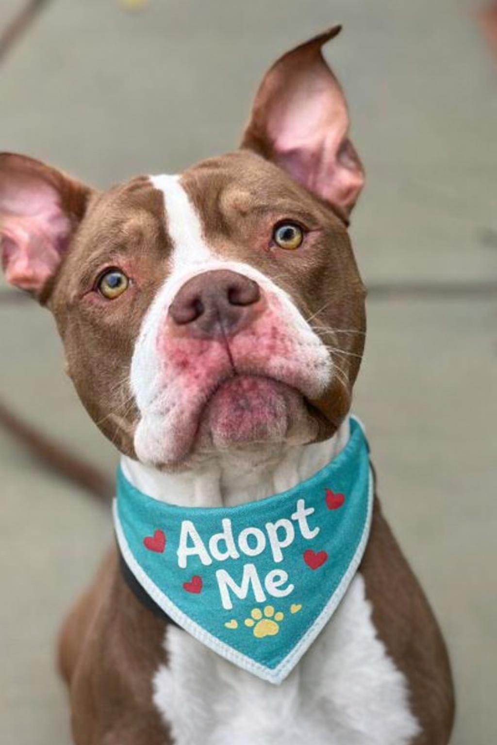 Bubbs , ADOPTABLE, Young Male Pit Bull Terrier.