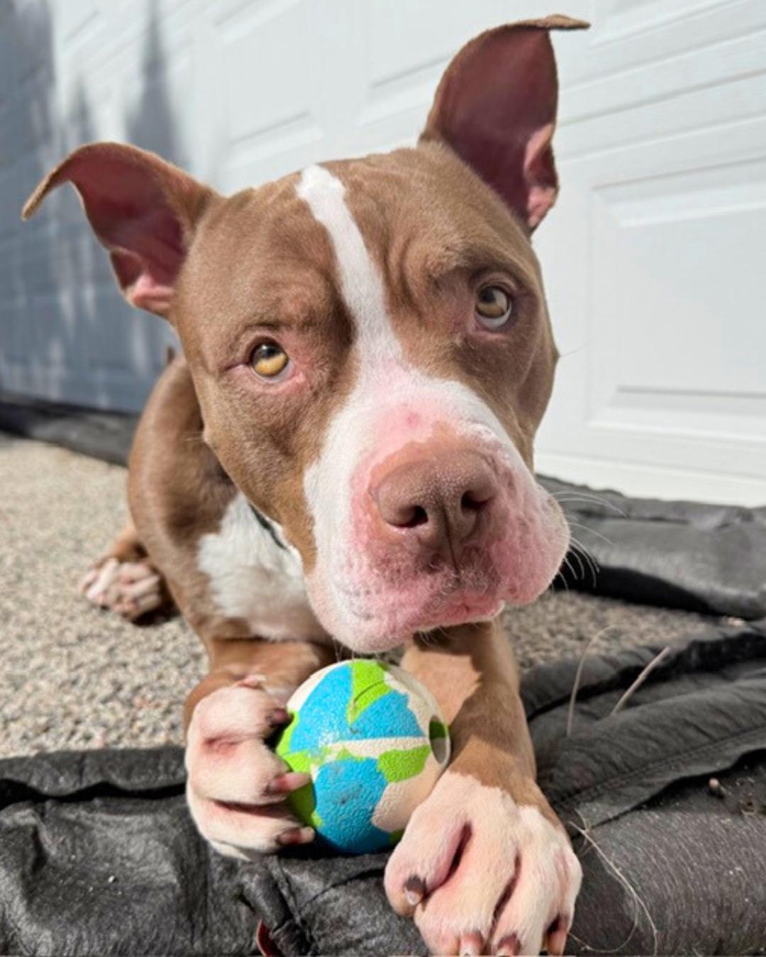Bubbs , adopted, Young Male Pit Bull Terrier.