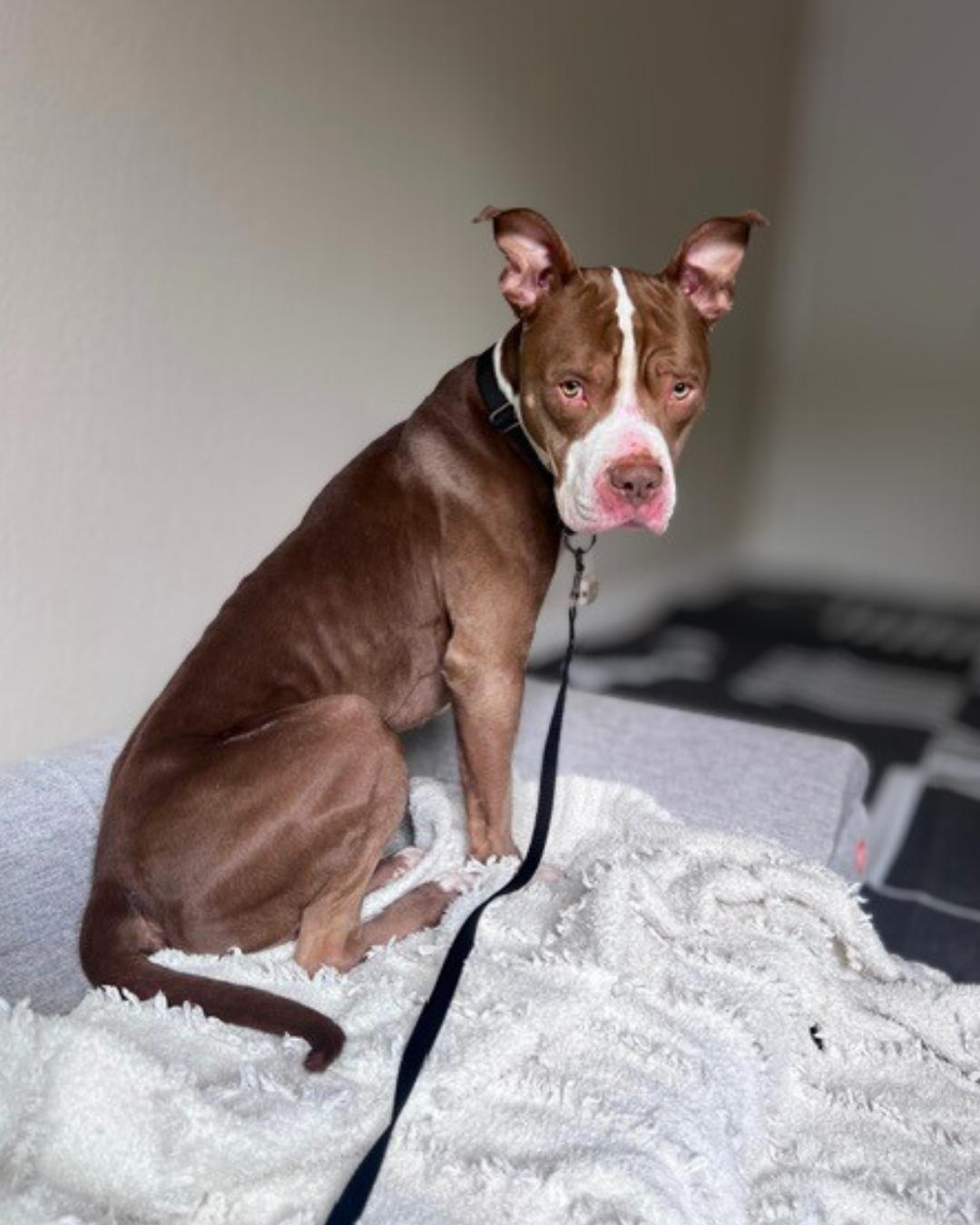 Enlarge Bubbs , a ADOPTABLE Pit Bull Terrier in Valley Village, CA image 3/5