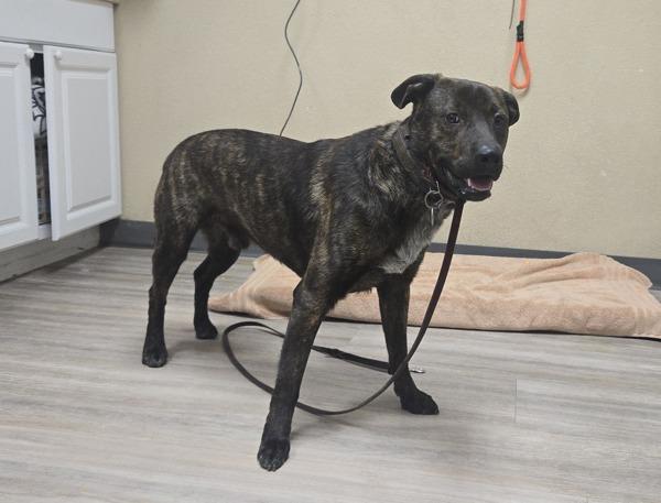 Muttley, Adoptable, Adult Male Labrador Retriever & Pit Bull Terrier.