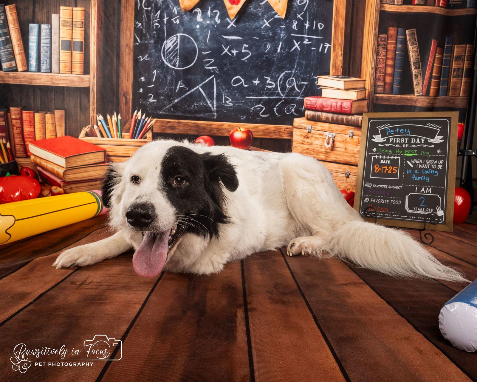 Petey, Adoptable, Adult Male Great Pyrenees & Australian Shepherd.