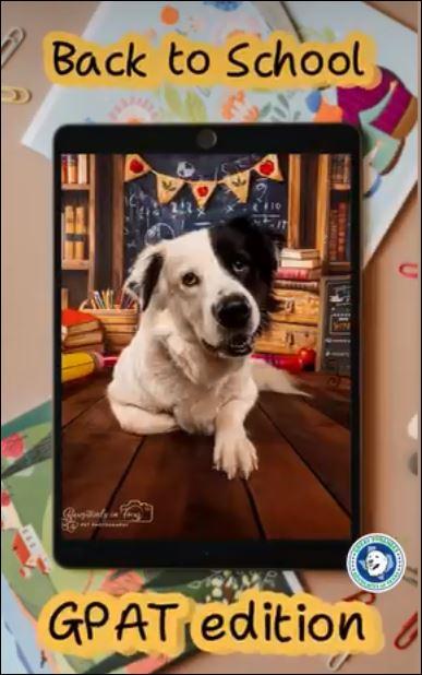 Enlarge Petey, a Adoptable mixed breed in Houston, TX image 2/3