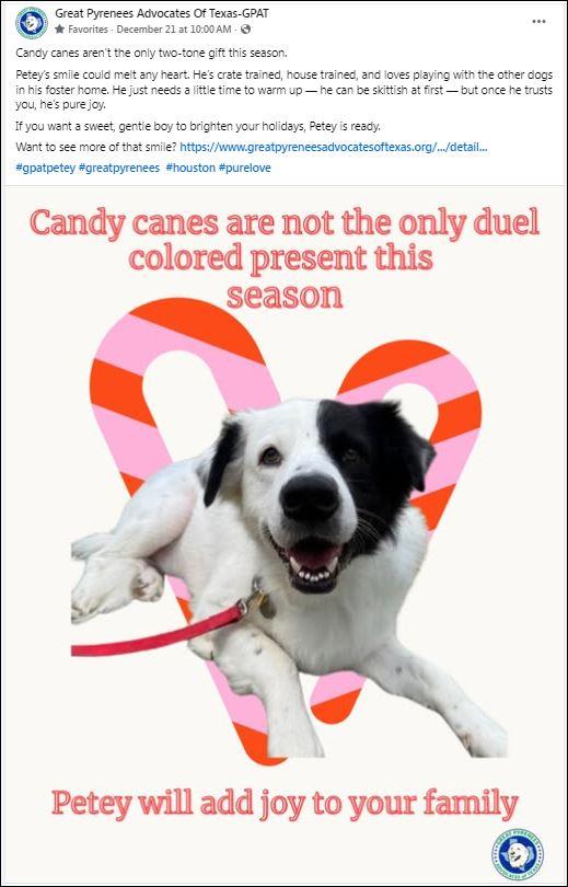 Enlarge Petey, a Adoptable mixed breed in Houston, TX image 3/3