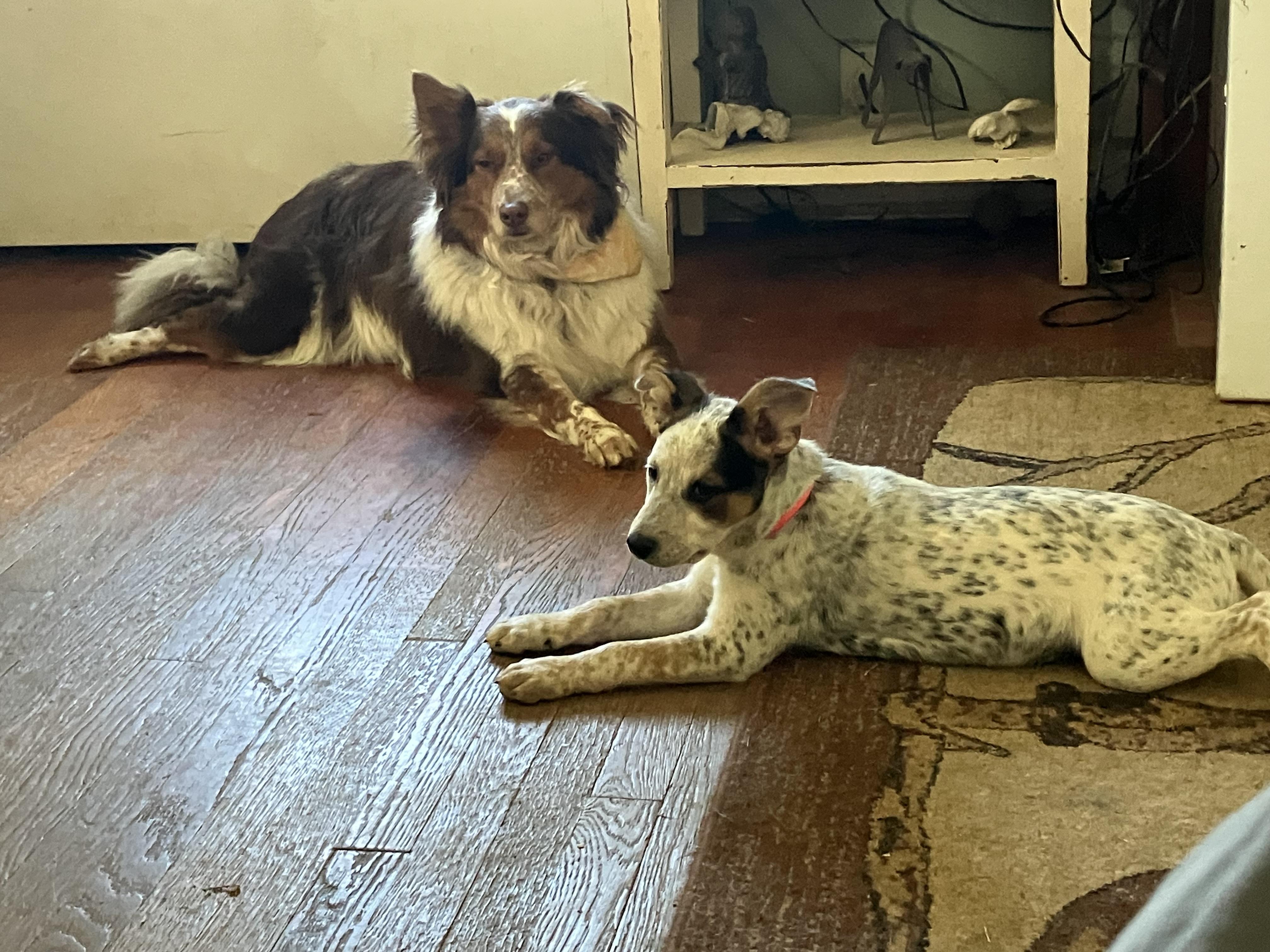 Prissy, an adopted Australian Cattle Dog / Blue Heeler in Wilmington, DE image 5/5