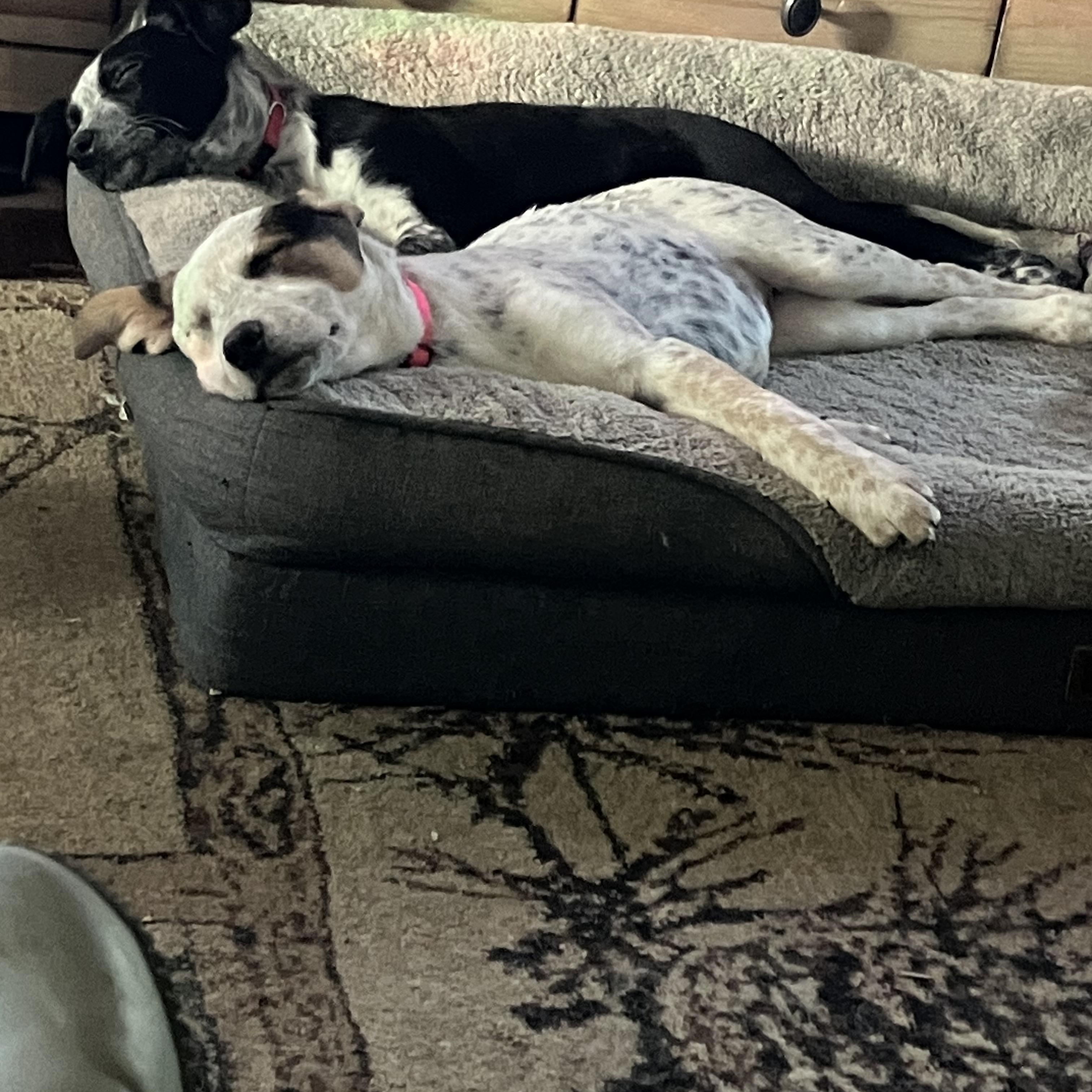 Prissy, an adopted Australian Cattle Dog / Blue Heeler in Wilmington, DE image 4/5