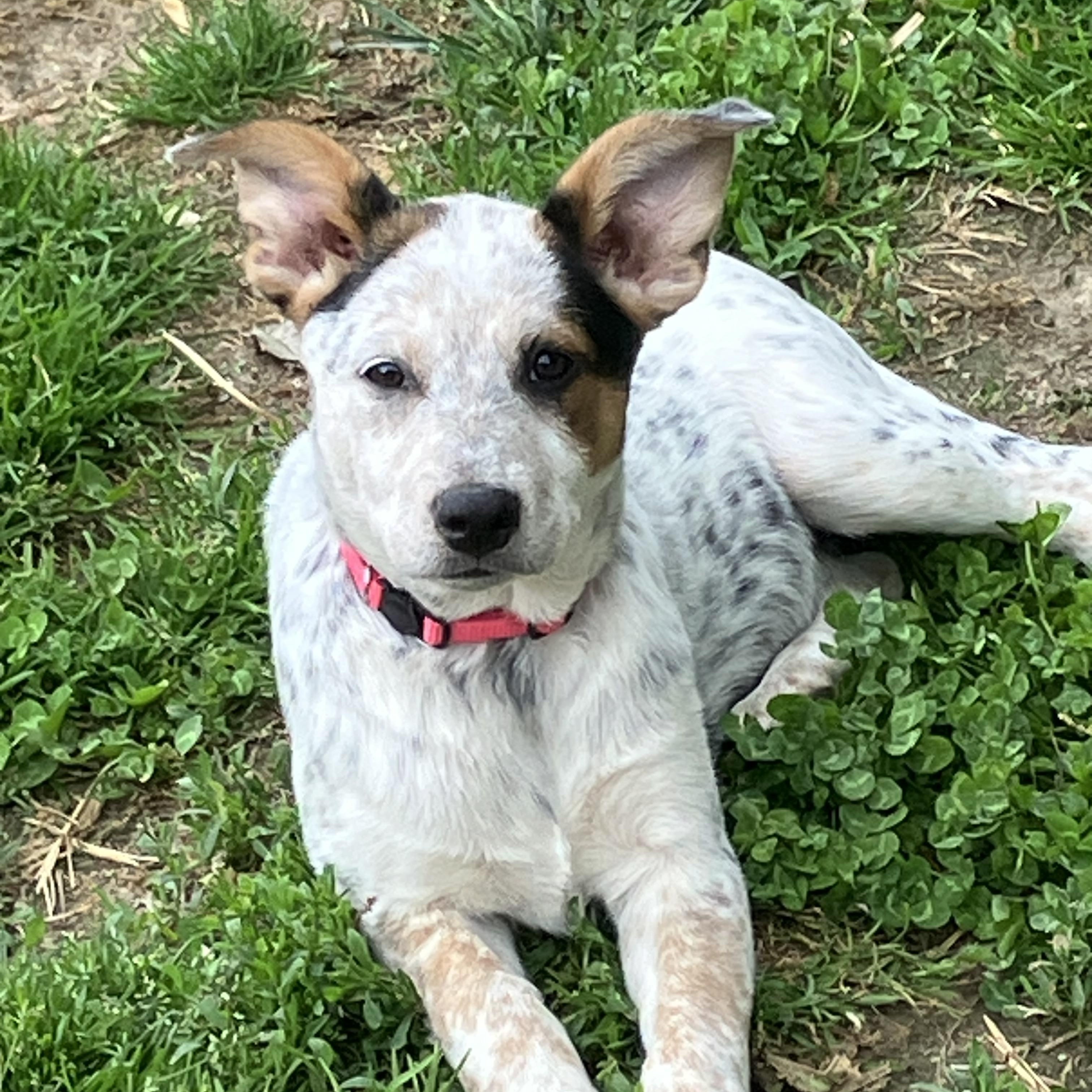 Prissy, adopted, Young Female Australian Cattle Dog / Blue Heeler.