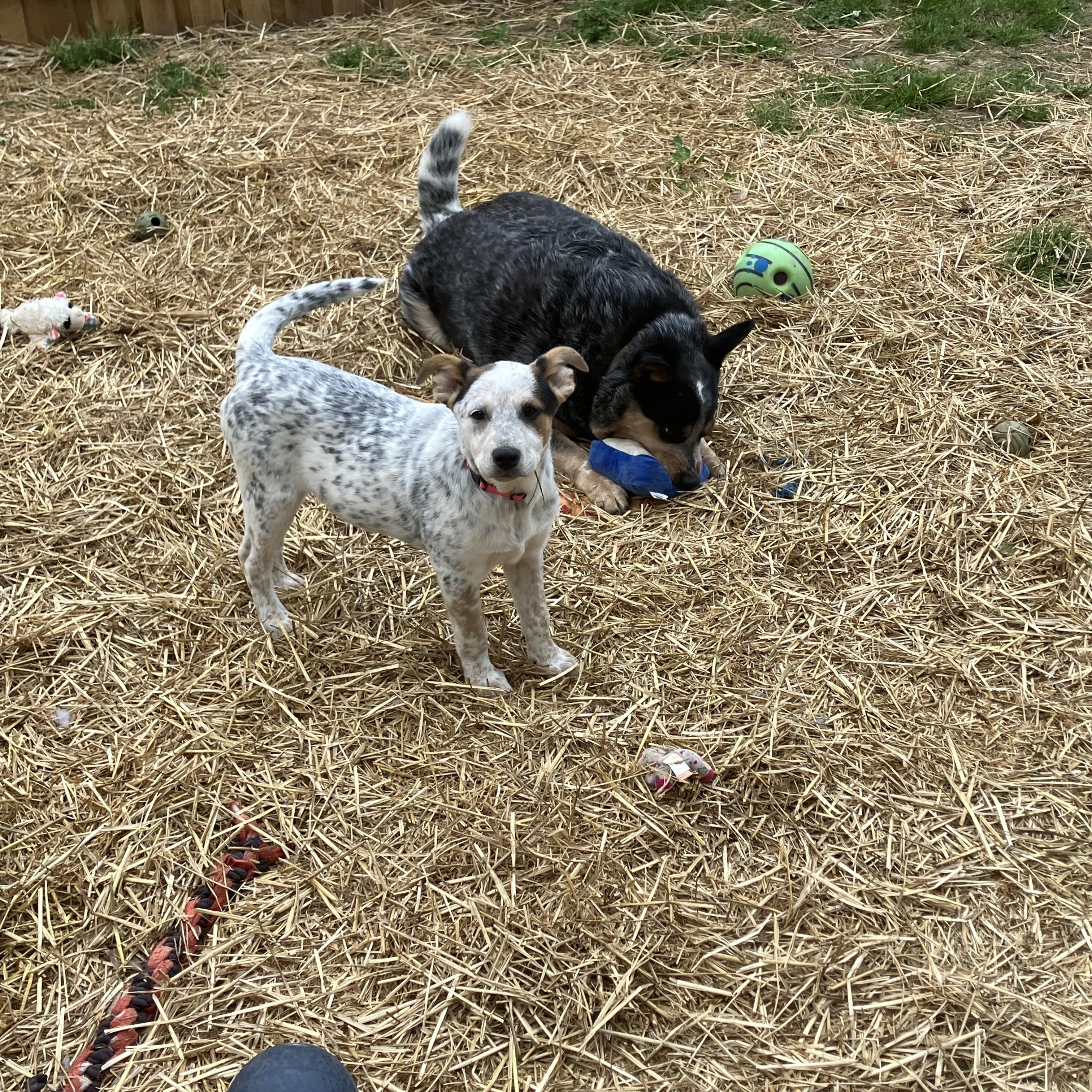 Prissy, an adopted Australian Cattle Dog / Blue Heeler in Wilmington, DE image 3/5
